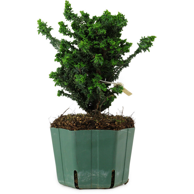 Chamaecyparis obtusa Sekka Hinoki, 17 cm, ± 12 years old