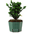 Chamaecyparis obtusa Sekka Hinoki, 17 cm, ± 12 years old