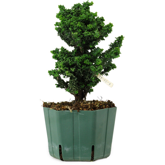 Chamaecyparis obtusa Sekka Hinoki, 19 cm, ± 12 years old