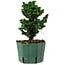 Chamaecyparis obtusa Sekka Hinoki, 19 cm, ± 12 ans