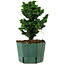 Chamaecyparis obtusa Sekka Hinoki, 19 cm, ± 12 years old