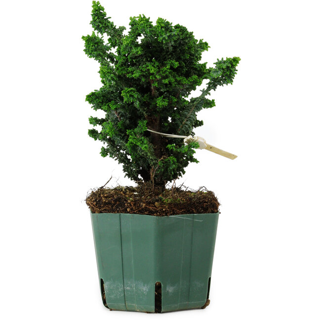 Chamaecyparis obtusa Sekka Hinoki, 17 cm, ± 12 ans