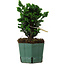 Chamaecyparis obtusa Sekka Hinoki, 17 cm, ± 12 years old