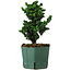 Chamaecyparis obtusa Sekka Hinoki, 19 cm, ± 12 years old