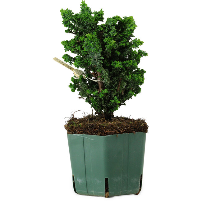 Chamaecyparis obtusa Sekka Hinoki, 17 cm, ± 12 years old