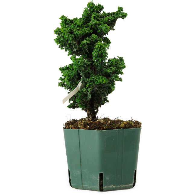 Chamaecyparis obtusa Sekka Hinoki, 19 cm, ± 12 years old