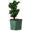 Chamaecyparis obtusa Sekka Hinoki, 19 cm, ± 12 ans