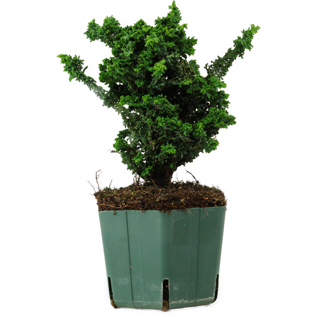Chamaecyparis obtusa Sekka Hinoki, 17 cm, ± 12 ans