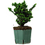 Chamaecyparis obtusa Sekka Hinoki, 17 cm, ± 12 anni