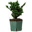 Chamaecyparis obtusa Sekka Hinoki, 17 cm, ± 12 ans