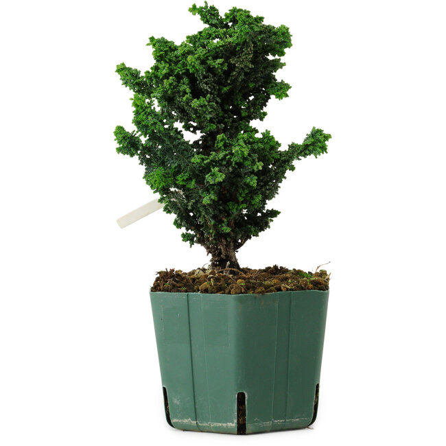 Chamaecyparis obtusa Sekka Hinoki, 19 cm, ± 12 anni