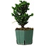 Chamaecyparis obtusa Sekka Hinoki, 19 cm, ± 12 years old