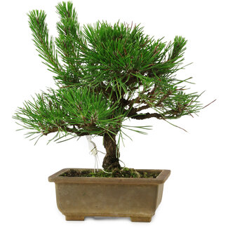 Pinus thunbergii, 23 cm, ± 12 ans