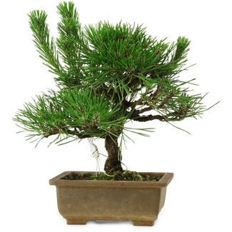 Pinus thunbergii, 23 cm, ± 12 years old