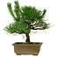 Pinus thunbergii, 23 cm, ± 12 years old