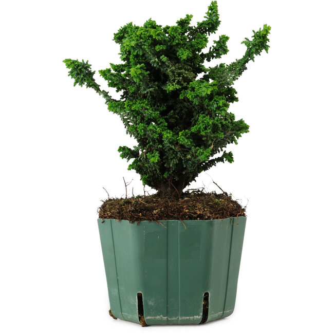 Chamaecyparis obtusa Sekka Hinoki, 17 cm, ± 12 anni