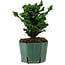 Chamaecyparis obtusa Sekka Hinoki, 17 cm, ± 12 ans