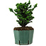 Chamaecyparis obtusa Sekka Hinoki, 17 cm, ± 12 years old