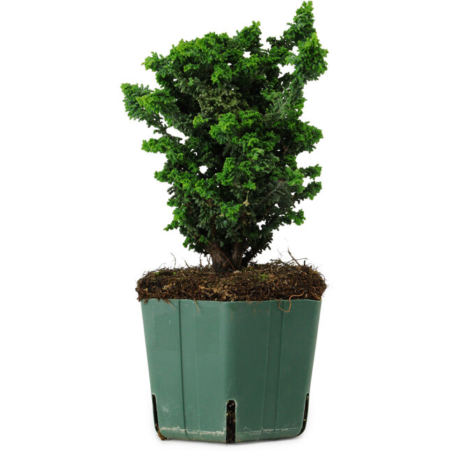 Chamaecyparis obtusa Sekka Hinoki, 17 cm, ± 12 years old