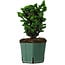 Chamaecyparis obtusa Sekka Hinoki, 17 cm, ± 12 ans