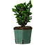 Chamaecyparis obtusa Sekka Hinoki, 17 cm, ± 12 years old