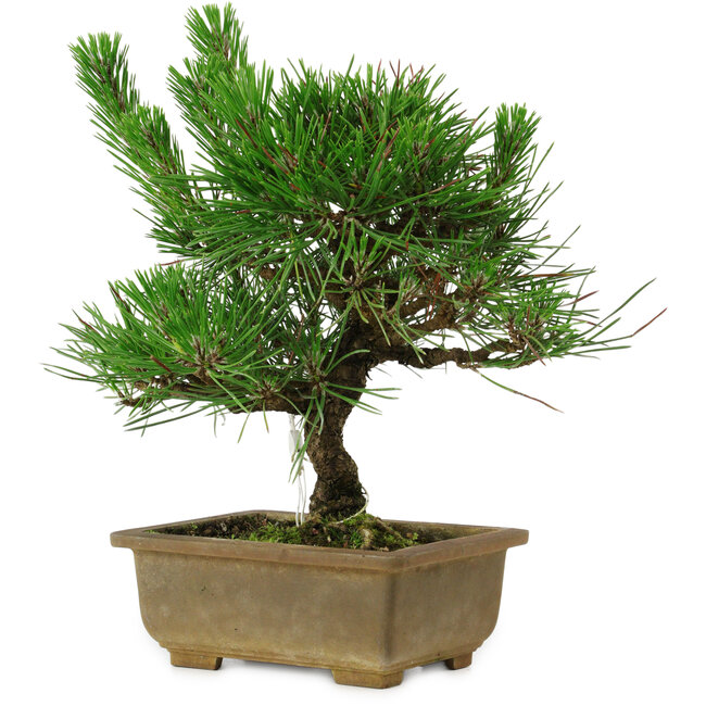 Pinus thunbergii, 23 cm, ± 12 años de edad