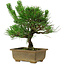 Pinus thunbergii, 23 cm, ± 12 years old
