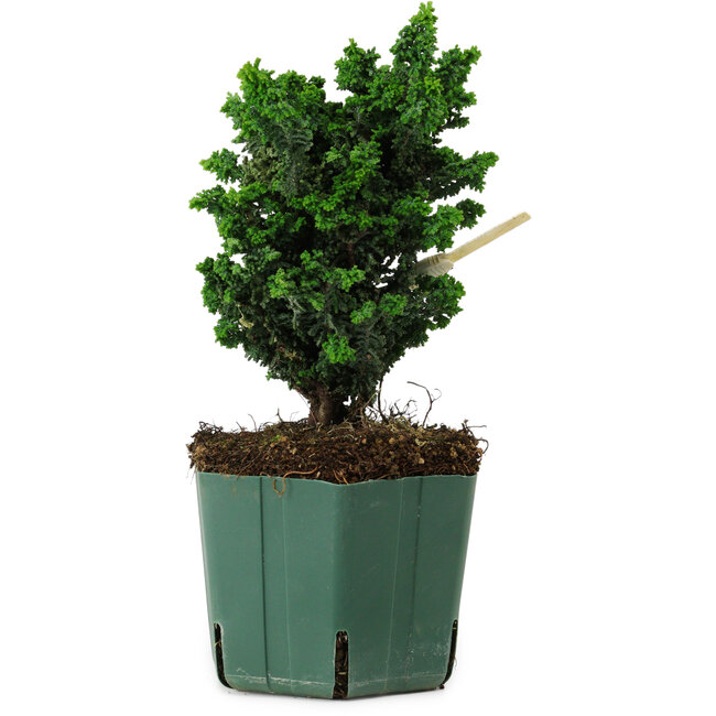 Chamaecyparis obtusa Sekka Hinoki, 17 cm, ± 12 years old