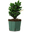 Chamaecyparis obtusa Sekka Hinoki, 17 cm, ± 12 anni