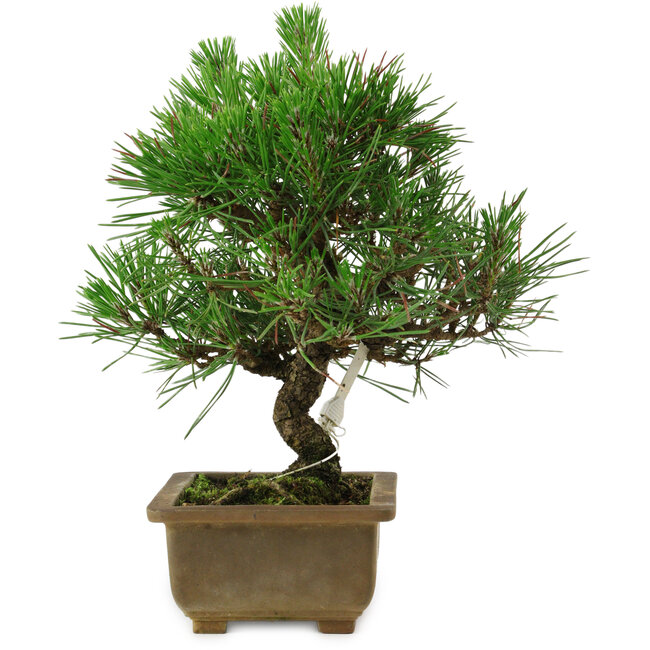 Pinus thunbergii, 23 cm, ± 12 anni
