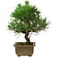 Pinus thunbergii, 23 cm, ± 12 Jahre alt