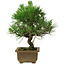 Pinus thunbergii, 23 cm, ± 12 years old