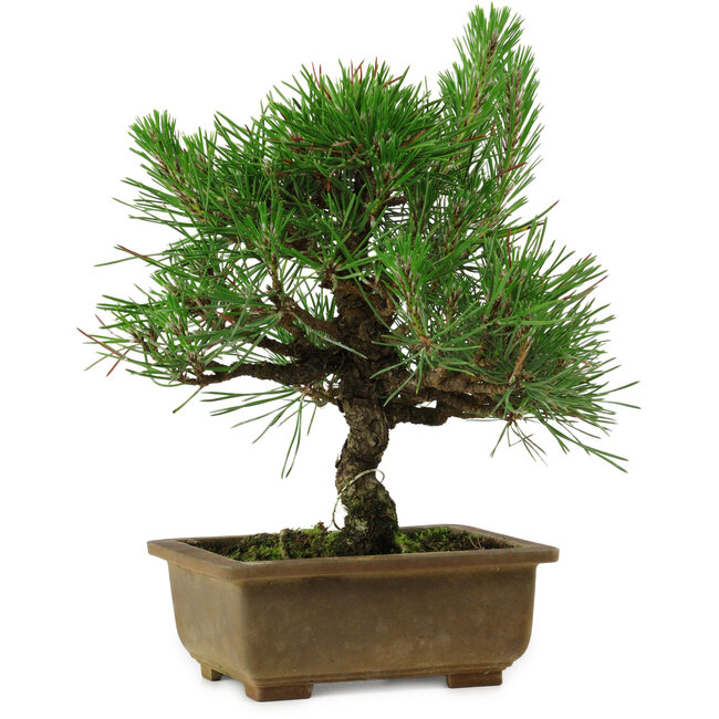 Pinus thunbergii, 23 cm, ± 12 anni