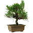 Pinus thunbergii, 23 cm, ± 12 ans