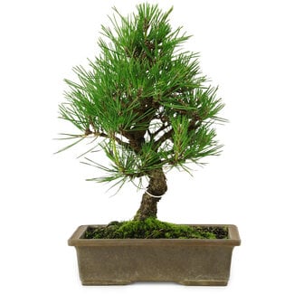 Pinus thunbergii, 26 cm, ± 12 years old