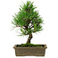 Pinus thunbergii, 26 cm, ± 12 years old