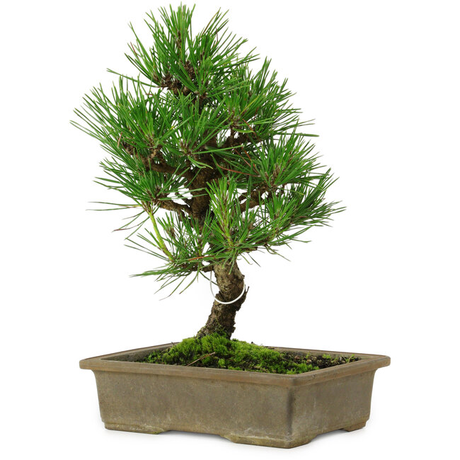 Pinus thunbergii, 26 cm, ± 12 years old