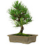 Pinus thunbergii, 26 cm, ± 12 years old