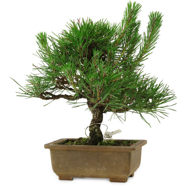 Pinus thunbergii, 23 cm, ± 12 years old