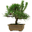 Pinus thunbergii, 23 cm, ± 12 años de edad