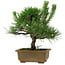 Pinus thunbergii, 23 cm, ± 12 Jahre alt