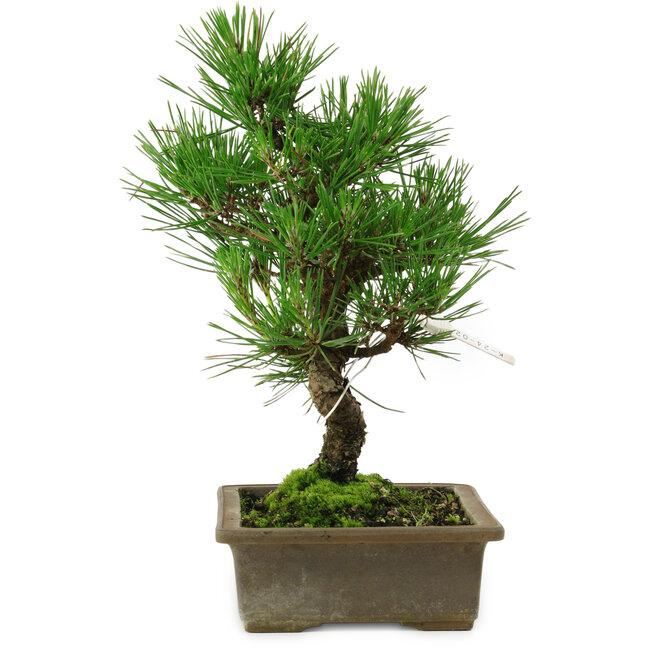 Pinus thunbergii, 26 cm, ± 12 anni