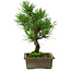 Pinus thunbergii, 26 cm, ± 12 anni