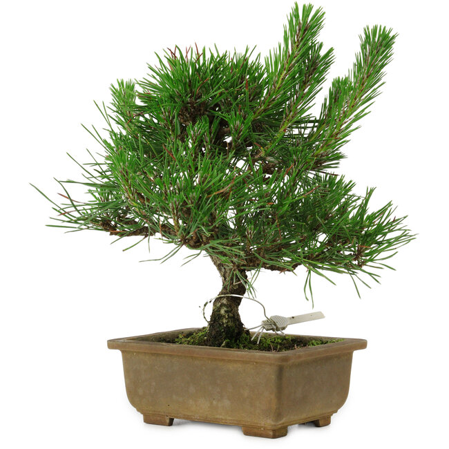 Pinus thunbergii, 23 cm, ± 12 años de edad