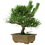 Pinus thunbergii, 23 cm, ± 12 ans