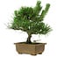 Pinus thunbergii, 23 cm, ± 12 Jahre alt
