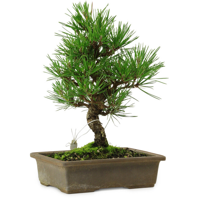 Pinus thunbergii, 26 cm, ± 12 anni