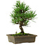 Pinus thunbergii, 26 cm, ± 12 years old