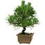 Pinus thunbergii, 23 cm, ± 12 Jahre alt