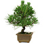 Pinus thunbergii, 23 cm, ± 12 years old